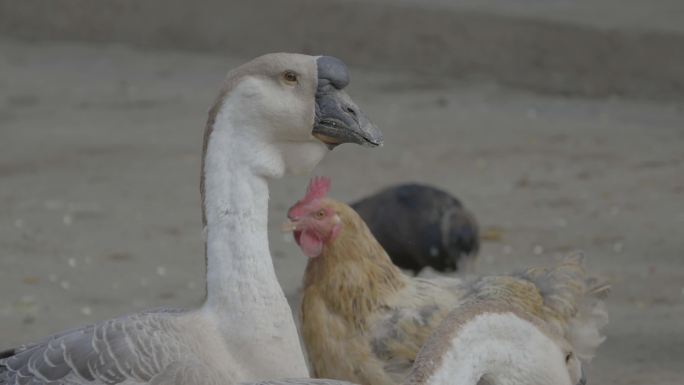 农村散养的一群肥美鸡鸭鹅