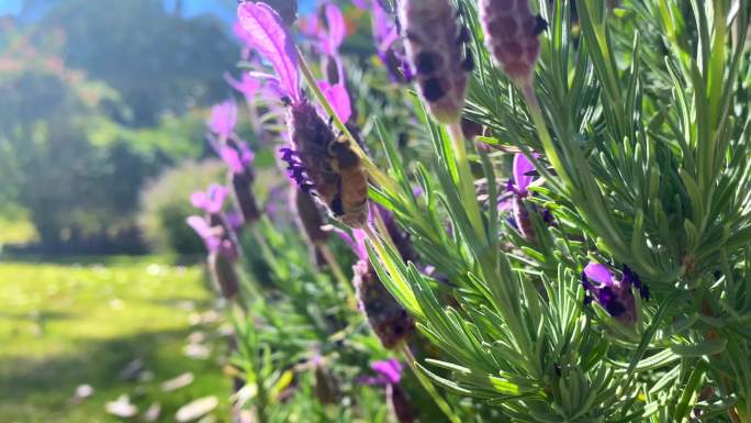 蜜蜂在薰衣草花园里采集花粉