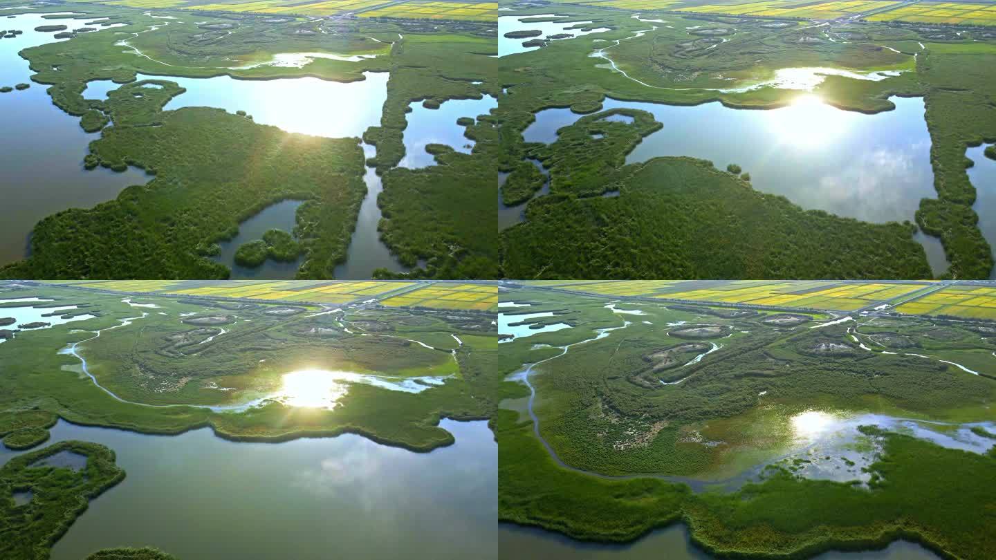 阳光下的湖泊湿地芦苇荡