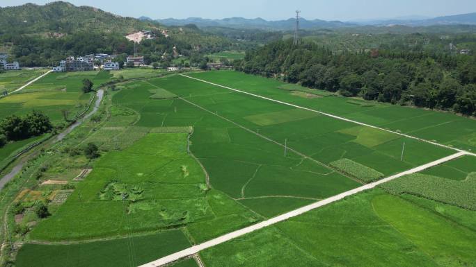 秋季水稻  禾下乘凉  稻田村庄