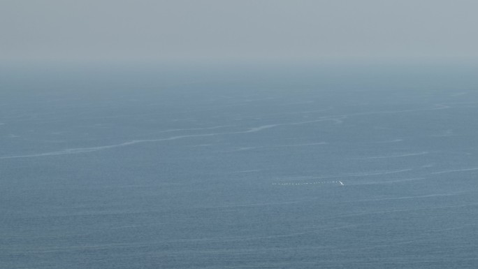 海面上迁移的海鸟