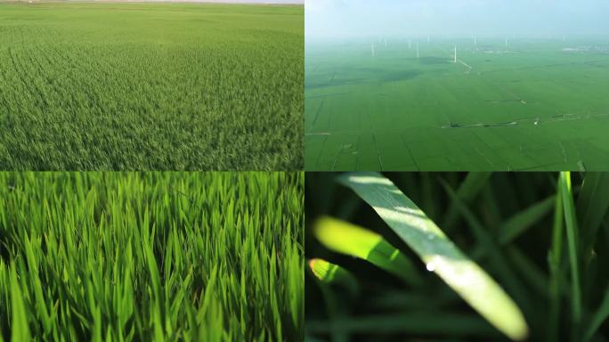 绿油油的稻田视频航拍