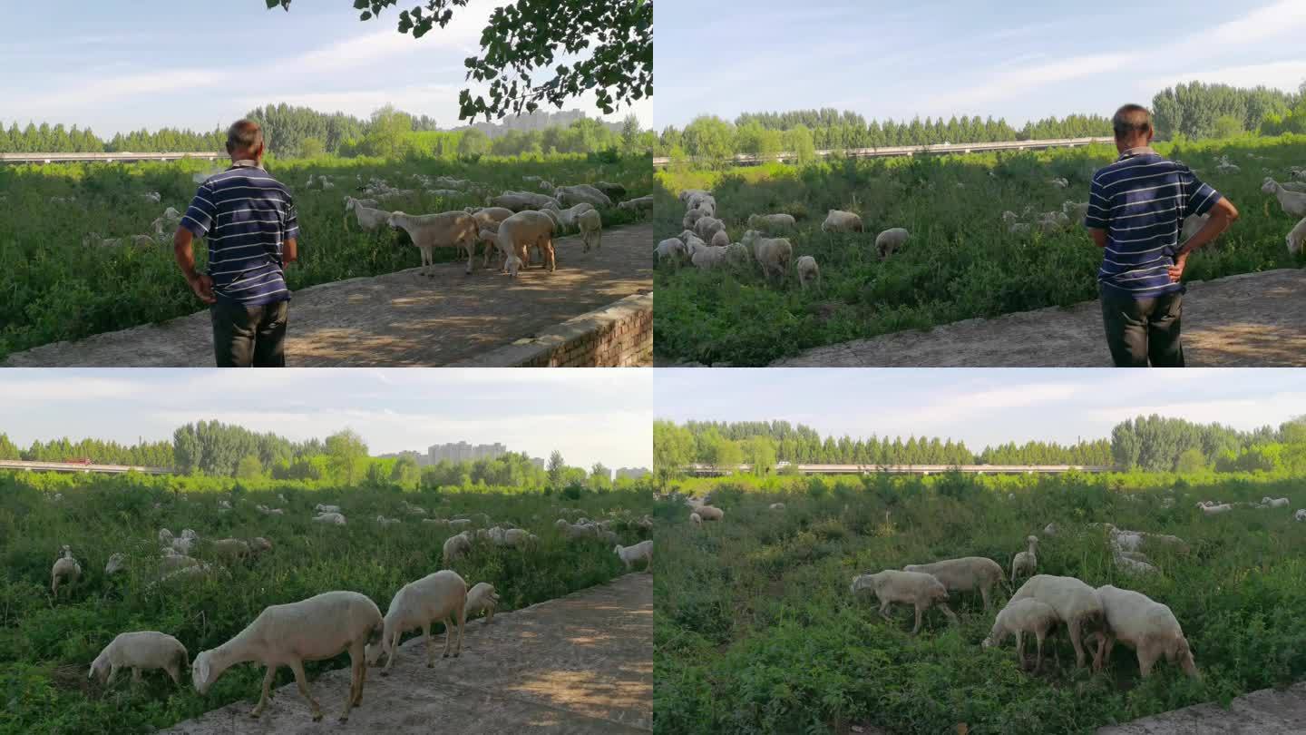 羊群 草地 绿色生态