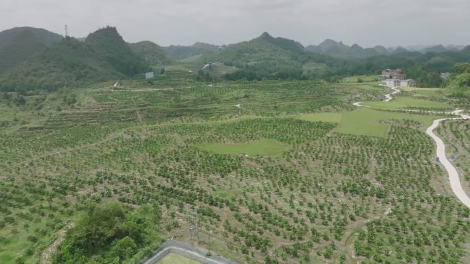 百亩橙子种植基地