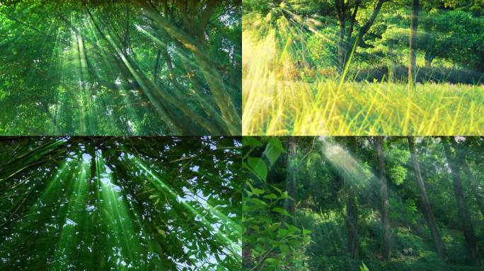 4K阳光透过丛林中的柔美光线