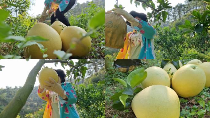 农民采摘蜜柚收获季节