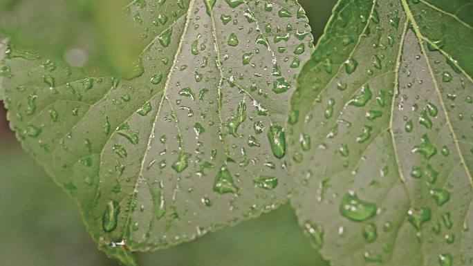 下雨后的绿色树叶与雨滴特写