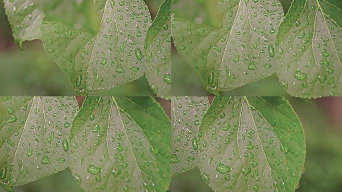 下雨后的绿色树叶与雨滴特写