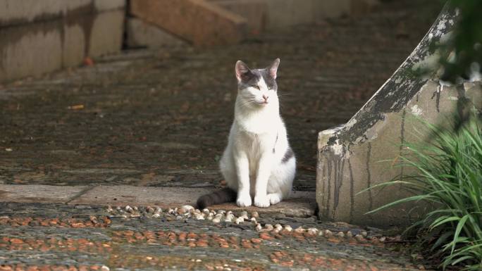 城市里街头一只流浪猫【4K】