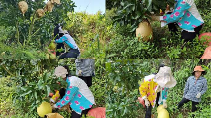 农民采摘蜜柚收获季节