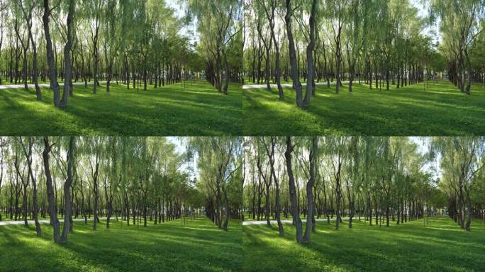 林间飘动的柳枝