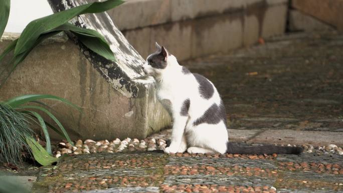 城市里街头一只流浪猫4K视频