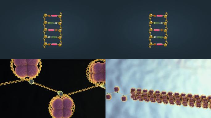 遗传基因 组织 DNA 真核细胞 染色体