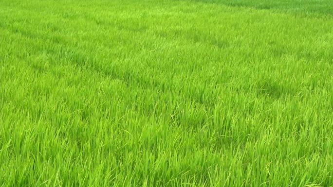 稻绿色的草地，随风摇曳，在绿色的田野里挥舞，白天的景色