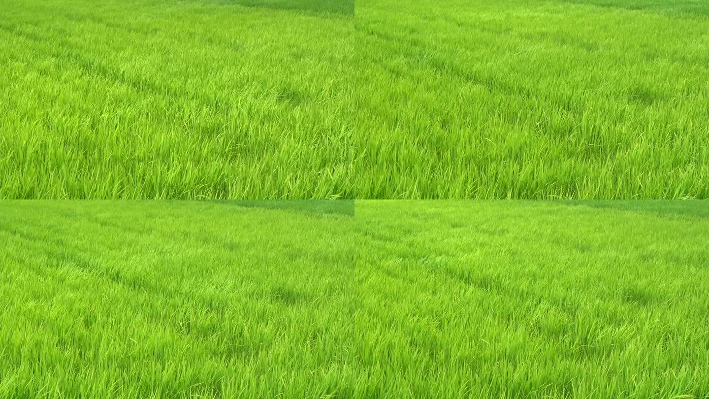 稻绿色的草地，随风摇曳，在绿色的田野里挥舞，白天的景色