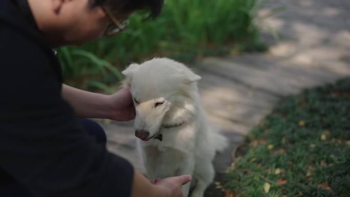 亚洲男子爱抚他的白狗。
