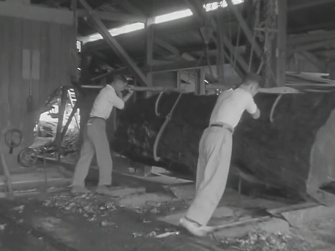 上世纪木材加工运输 50年代木材加工