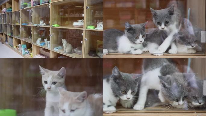 宠物店宠物寄养小猫 流浪猫 寄存