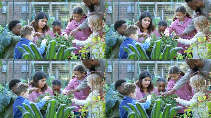 儿童在社区花园学习植物