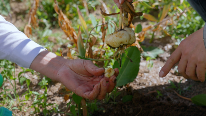 贝母种植基地、挖贝母