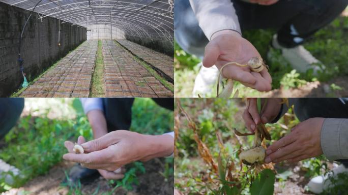 贝母种植基地、挖贝母