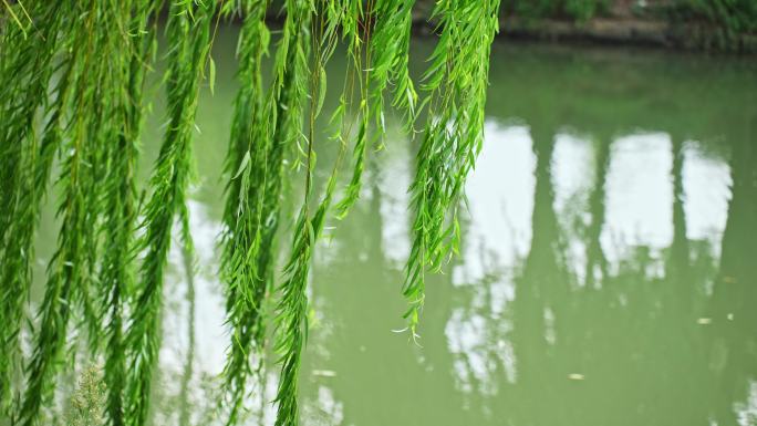 河边柳枝随风飞舞