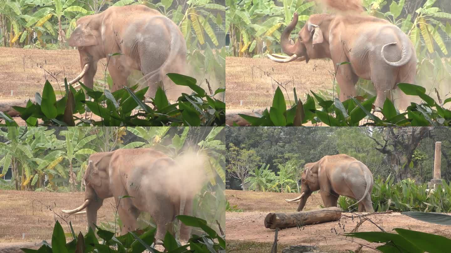 大象的慢动作