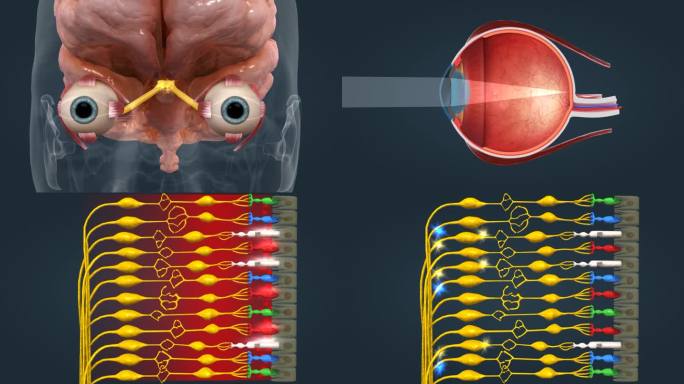 眼球 眼睛 人眼 脉冲视神经交叉视觉中心