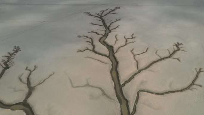 鄱阳湖生命之树特写航拍视频