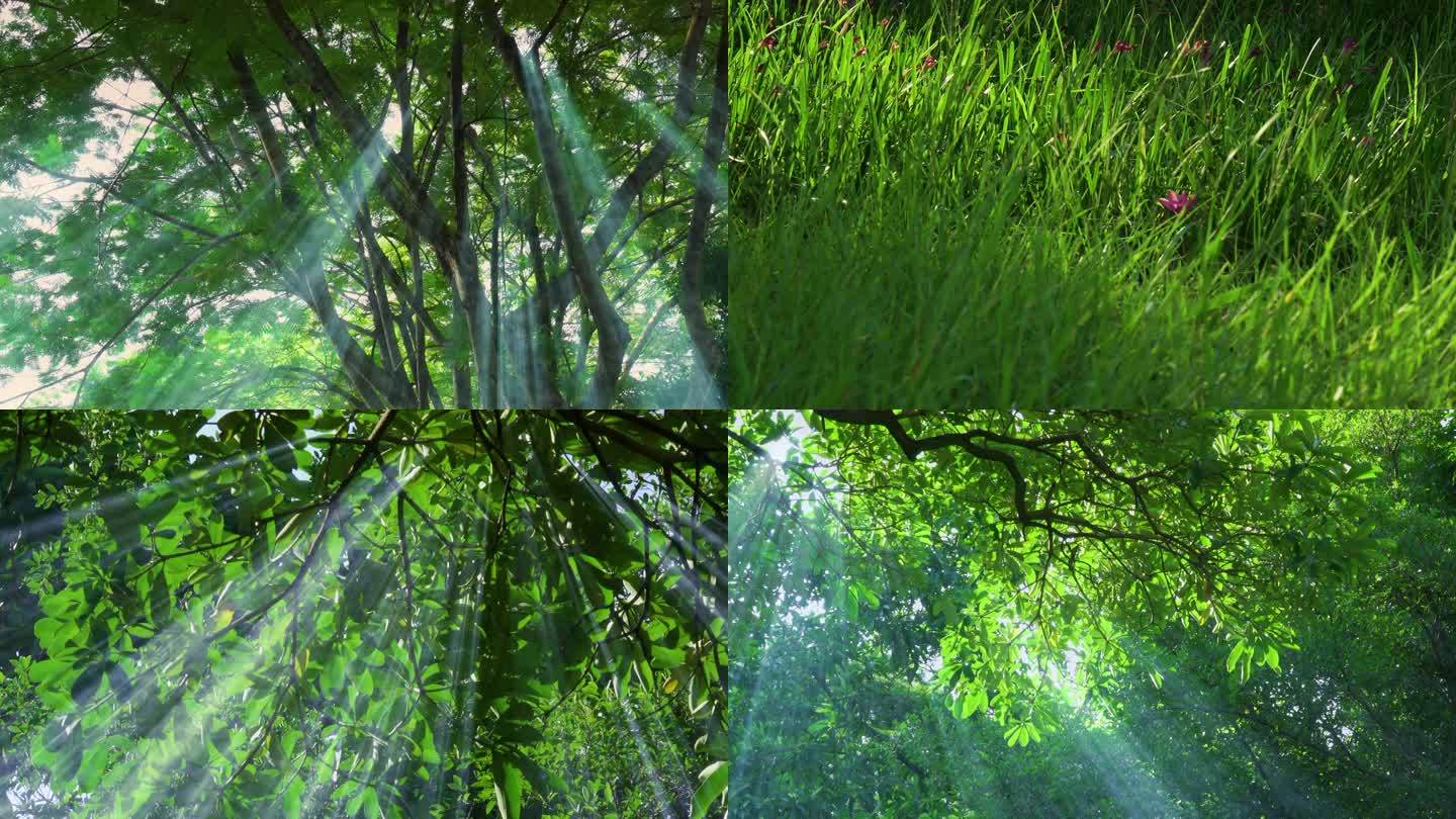 森林树丛阳光透过