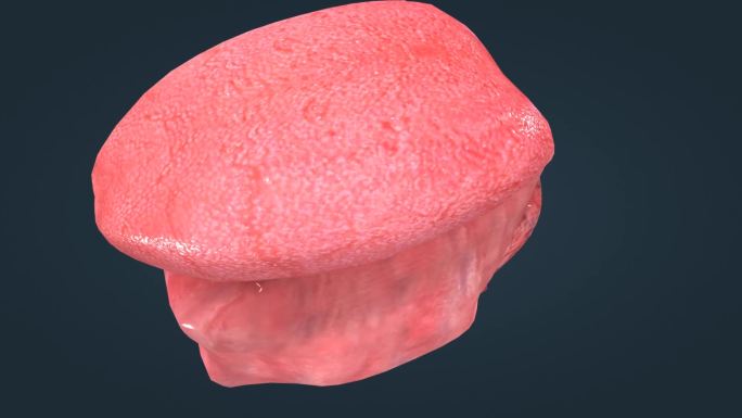 人体 器官 味觉 味蕾 舌乳头 三维动画