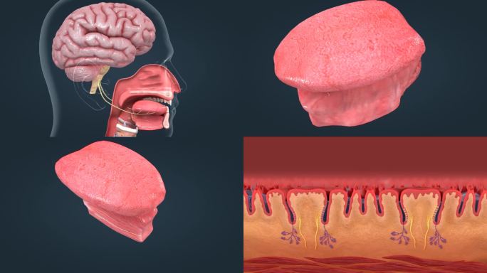 人体 器官 味觉 味蕾 舌乳头 三维动画