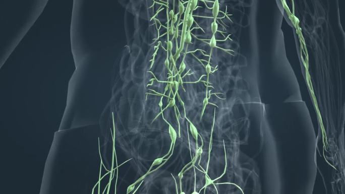 淋巴系统 医学 人体 器官 三维 动画