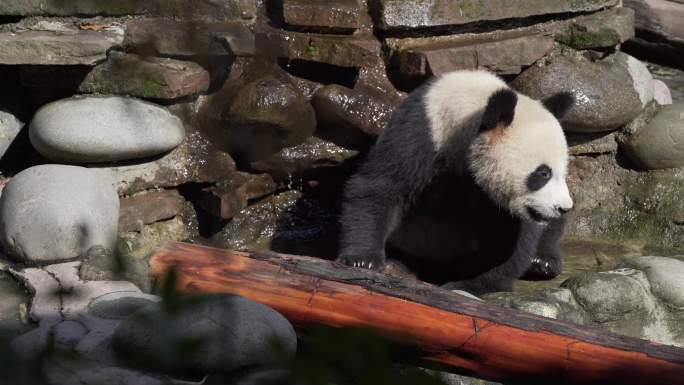 大熊猫4k视频素材