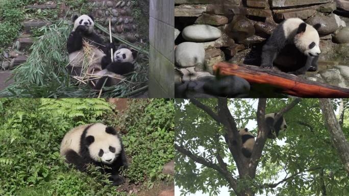 大熊猫4k视频素材