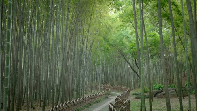 苏州 虎丘山 竹林空镜 4k画质