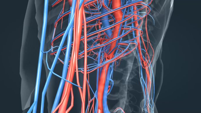 人体 器官 血管 循环系统 三维 动画