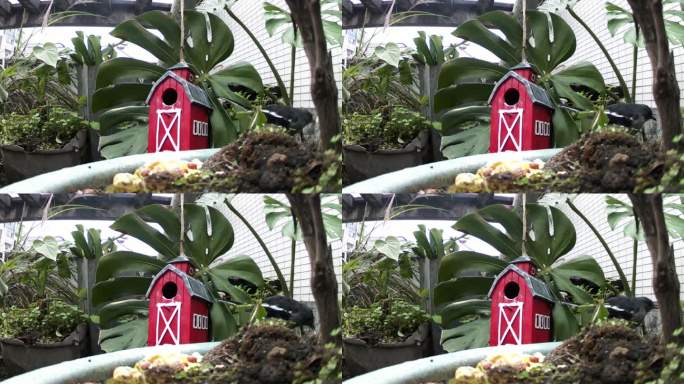 飞入重庆北碚小区花园里的四喜鸟