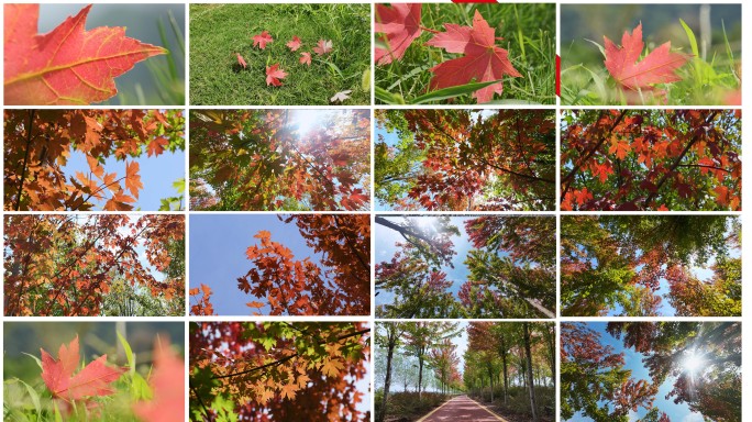 秋天红叶枫叶树林霜降唯美画面自然风景空镜