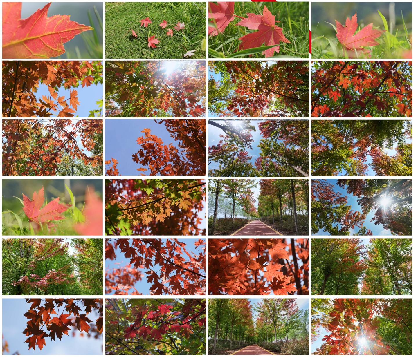 秋天红叶枫叶树林霜降唯美画面自然风景空镜