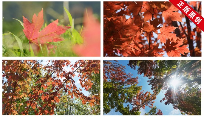 秋天红叶枫叶树林霜降唯美画面自然风景空镜