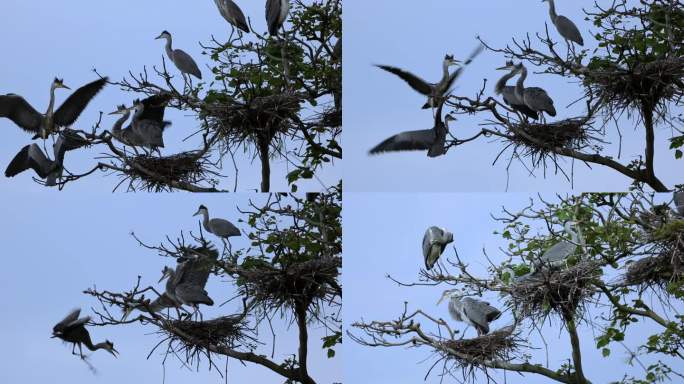 生态环境好树上栖息鸟儿筑巢