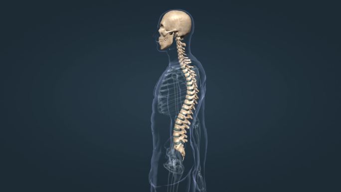 脊柱侧弯 脊柱前凸 脊柱后凸 脊柱的疾病