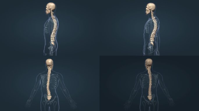 脊柱侧弯 脊柱前凸 脊柱后凸 脊柱的疾病