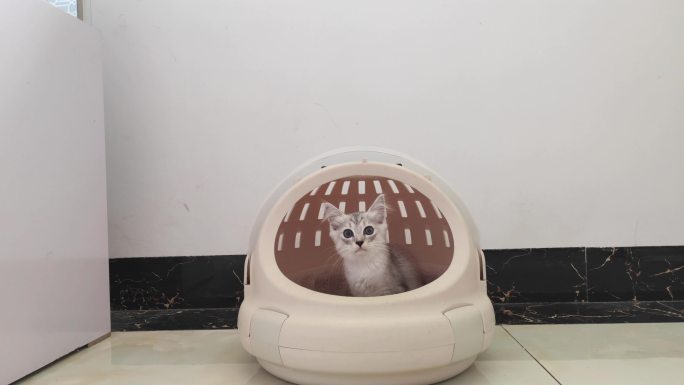 宠物空镜头转场画面航空箱中的猫咪幼猫