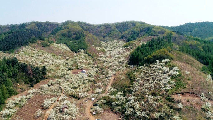 古勒城 春天 梨花 观光