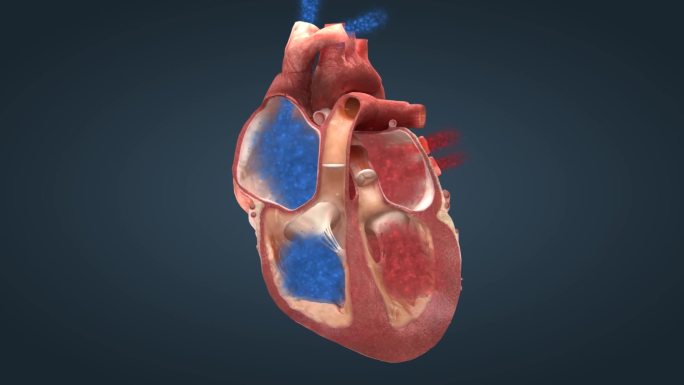心脏 人体器官 心血管 循环系统医学动画