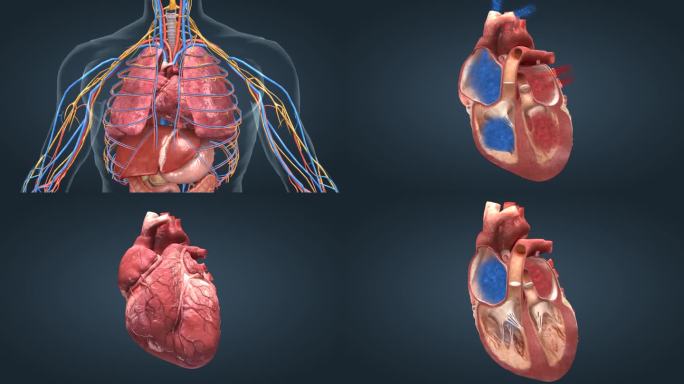 心脏 人体器官 心血管 循环系统医学动画