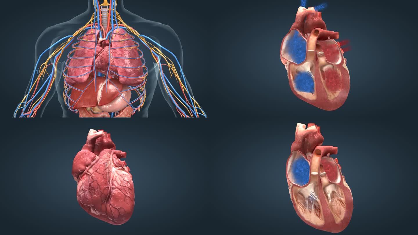 心脏 人体器官 心血管 循环系统医学动画