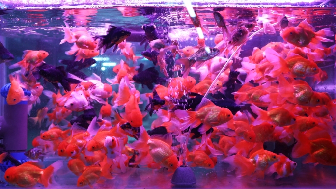 鱼缸观赏鱼红鱼1